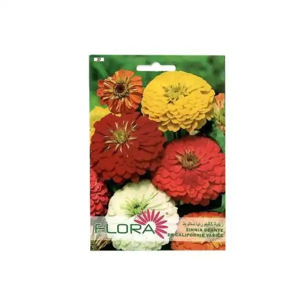 ZINNIA GÉANTE DE CALIFORNIE VARIÉE FLORA