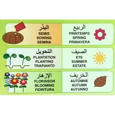 ZINNIA GÉANTE DE CALIFORNIE VARIÉE FLORA  - 2