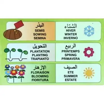 PIED D'ALOUETTE FLORA  - 2