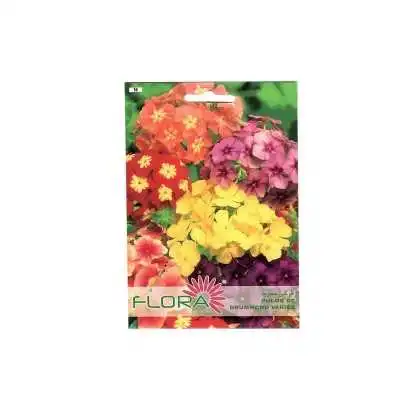 PHLOX DE DRUMMOND VARIÉE FLORA - 1