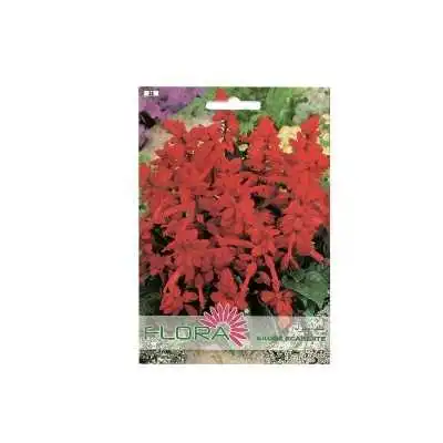 FLEUR SAUGE ECARLATE FLORA - 1