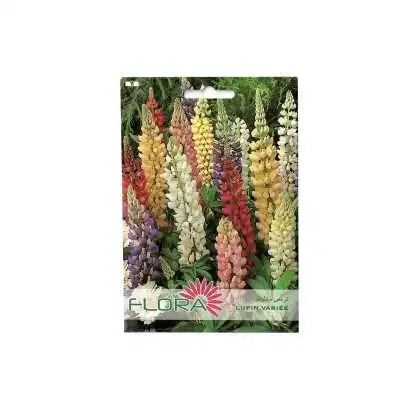 LUPIN VARIÉE FLORA - 1
