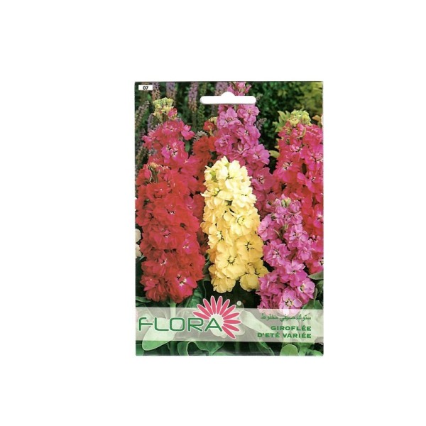 FLEUR GIROFLÉE D'ETÉ VARIÉE FLORA