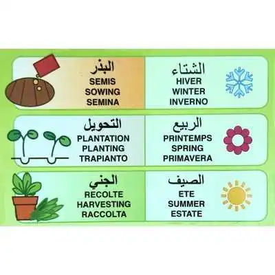 FLEUR THYM FLORA  - 2