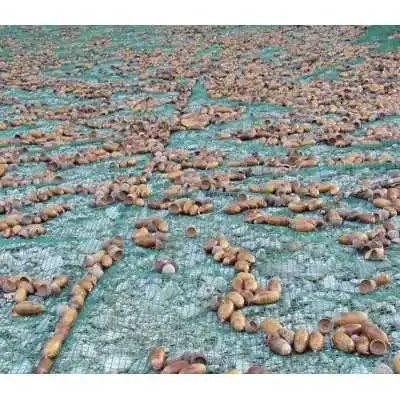 FILET DE RÉCOLTE DES OLIVES 3*6M - 4