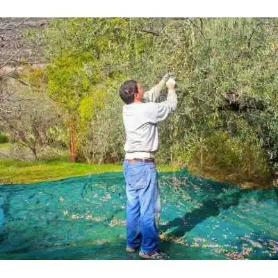 FILET DE RÉCOLTE DES OLIVES 5*10M - 2 FILET DE RÉCOLTE DES OLIVES 5*10M - 2