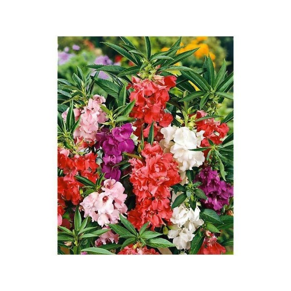 FLEUR BALSAMINE FLORA