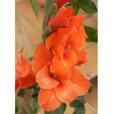 LOT DE 5 GLAIEULS ORANGE BADDAR BADDAR - 1