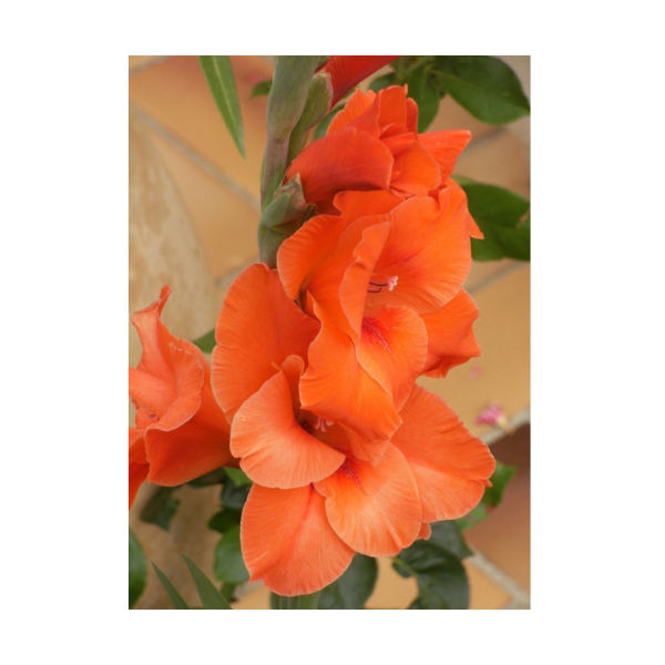 LOT DE 5 GLAIEULS ORANGE BADDAR