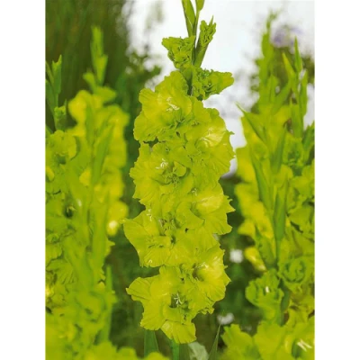 LOT DE 5 GLAIEULS VERT BADDAR BADDAR - 1