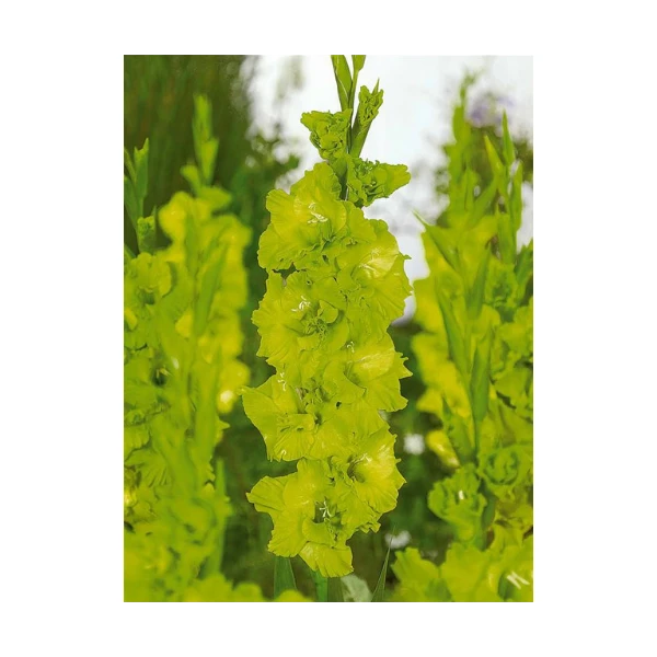 LOT DE 5 GLAIEULS VERT BADDAR