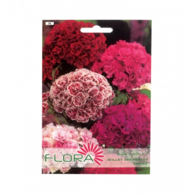 FLEUR OEILLET DES POÉTES VARIÉE FLORA - 1