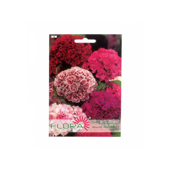 FLEUR OEILLET DES POÉTES VARIÉE FLORA