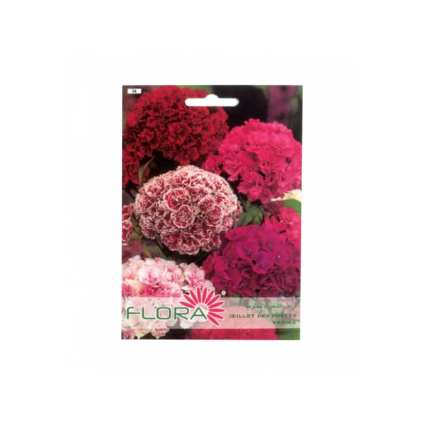 FLEUR OEILLET DES POÉTES VARIÉE FLORA