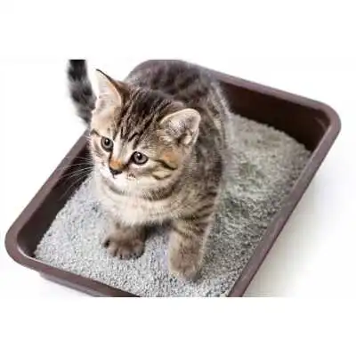 LITIÈRE NATURELLE POUR CHAT 10L ANIMOUR  - 1