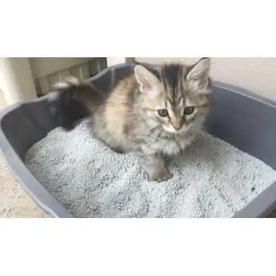 LITIÈRE NATURELLE POUR CHAT 10L ANIMOUR  - 2