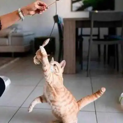 JOUET POUR CHAT FORME CANNE À PÊCHE EN BOIS FERPLAST FERPLAST - 2