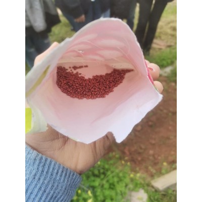 SEMENCES RADIS NATIONAL FLORA  - 3 SEMENCES RADIS NATIONAL FLORA  - 3