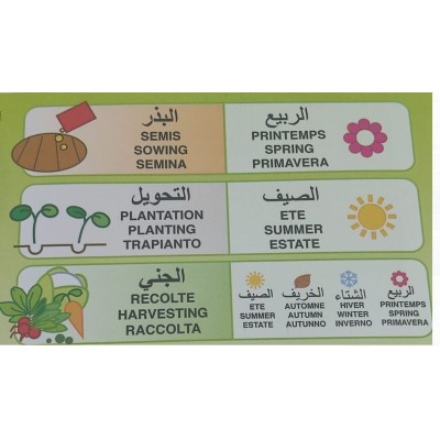 SEMENCES TOMATE RIO GRANDE FLORA - 2 SEMENCES TOMATE RIO GRANDE FLORA - 2