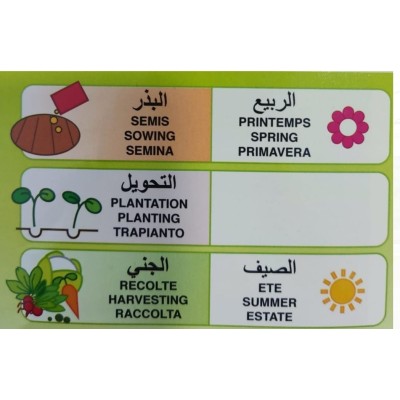 SEMENCES BASILIC GRAND VERT FLORA - 2 SEMENCES BASILIC GRAND VERT FLORA - 2