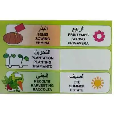 SEMENCES BASILIC GRAND VERT FLORA  - 2