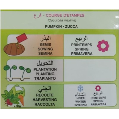 SEMENCES COURGE D'ETAMPES FLORA - 2 SEMENCES COURGE D'ETAMPES FLORA - 2