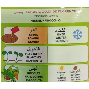 Graines de Fenouil Doux de Florence à semer
