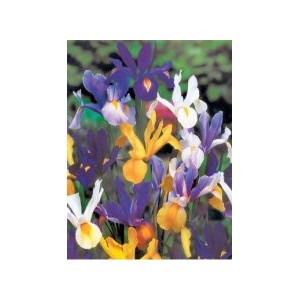 Iris : une symphonie de couleurs toute l'année - Jardin au Naturel