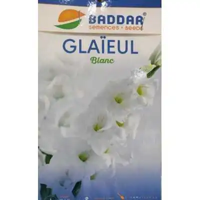 LOT DE 5 GLAIEULS BLANC BADDAR BADDAR - 1