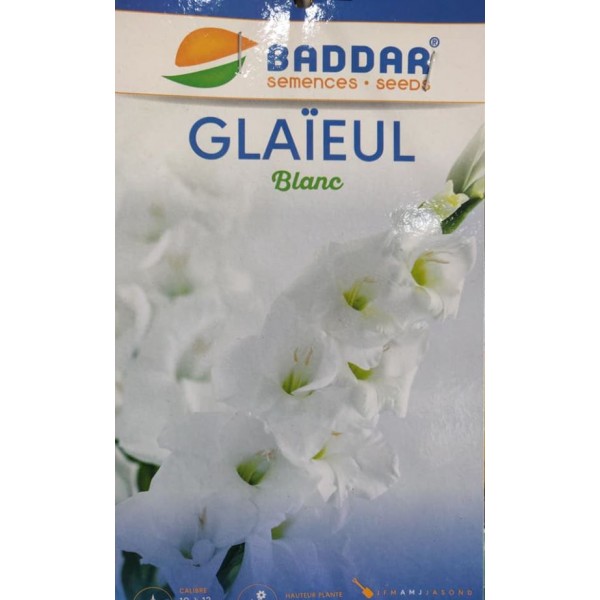 LOT DE 5 GLAIEULS BLANC BADDAR BADDAR - 1