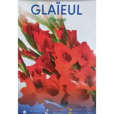 LOT DE 5 GLAIEULS ROUGE BADDAR BADDAR - 1