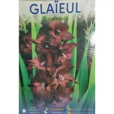 LOT DE 5 GLAIEULS BORDEAUX BADDAR BADDAR - 1