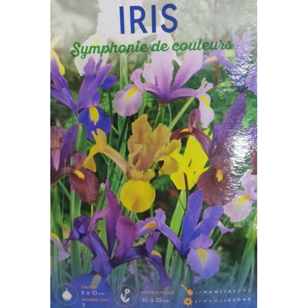 LOT DE 5 IRIS SYMPHONIE DE COULEURS BADDAR