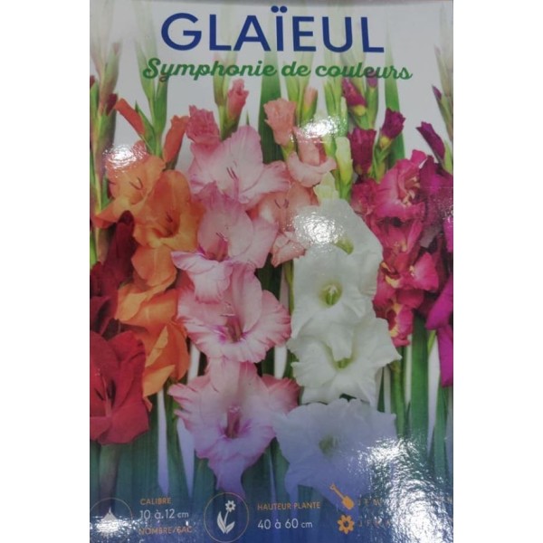 LOT DE 5 GLAIEULS SYMPHONIE DE COULEURS BADDAR