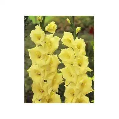 LOT DE 5 GLAIEULS JAUNE BADDAR BADDAR - 1