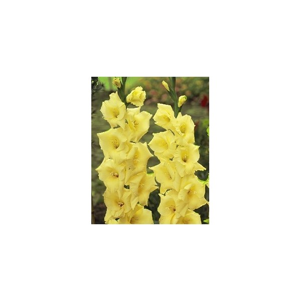 LOT DE 5 GLAIEULS JAUNE BADDAR