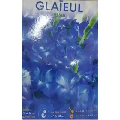 LOT DE 5 GLAIEULS BLEU BADDAR BADDAR - 1