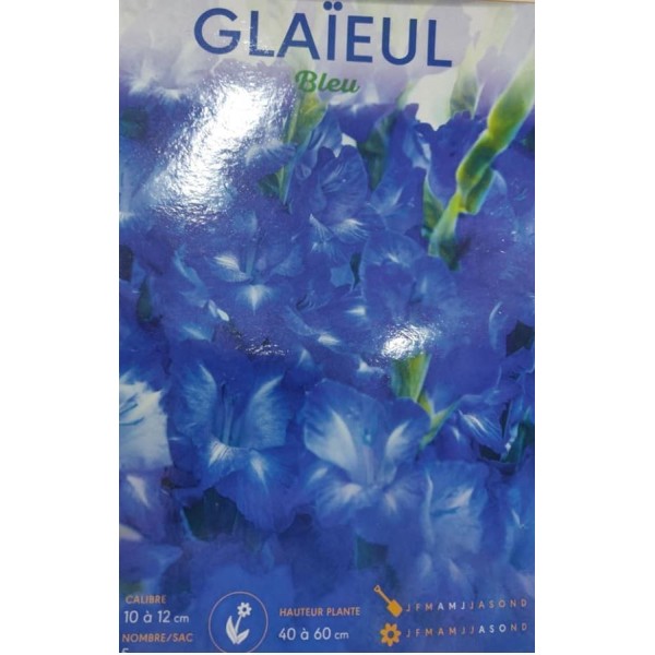 LOT DE 5 GLAIEULS BLEU BADDAR