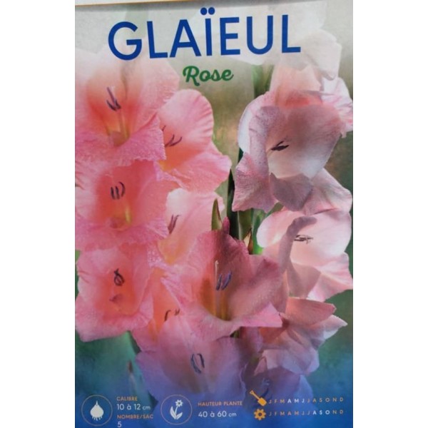 LOT DE 5 GLAIEULS ROSE BADDAR