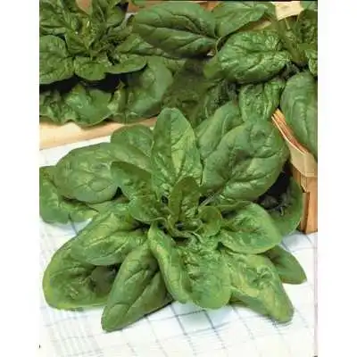 SEMENCES D'ÉPINARD GÉANT DHIVER ECOLOR - 1