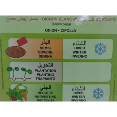 SEMENCES OIGNON BLANC MERVEILLE DE POMPEI FLORA  - 2 SEMENCES OIGNON BLANC MERVEILLE DE POMPEI FLORA  - 2