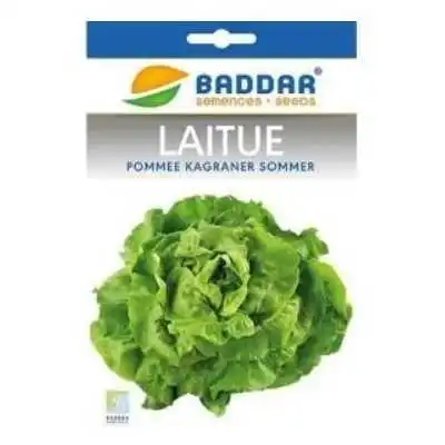 SEMENCES DE LAITUE POMMEE KAGRANER SOMMER BADDAR BADDAR - 1