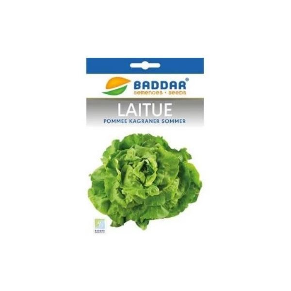 SEMENCES DE LAITUE POMMEE KAGRANER SOMMER BADDAR