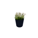 MINI PLANTE ARTIFICIELLE, POT EN PLASTIQUE HAUTEUR 11CM COULEURS  - 2