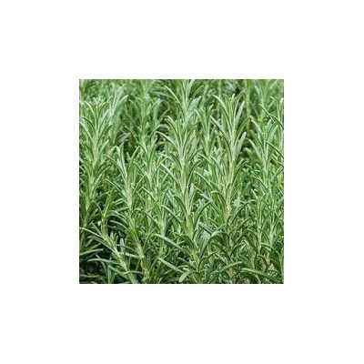 SEMENCES DE ROMARIN 2G SEM - 2 SEMENCES DE ROMARIN 2G SEM - 2