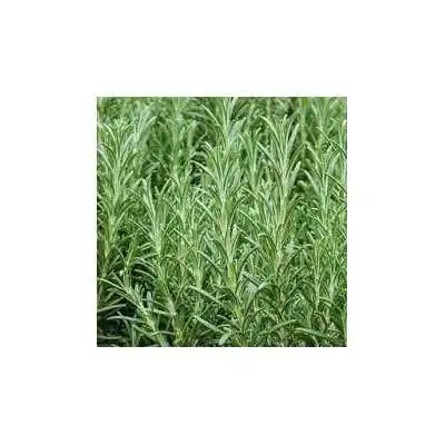 SEMENCES DE ROMARIN 2G SEM  - 2