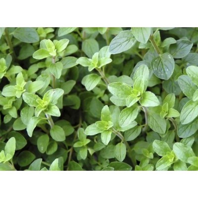 SEMENCES D'ORIGAN 3G SEM - 2 SEMENCES D'ORIGAN 3G SEM - 2