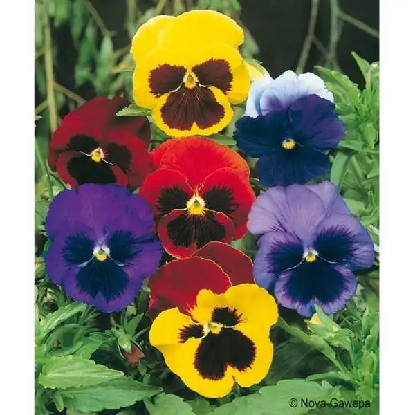 SEMENCES PENSÉE GÉANTE DE SUISSE VARIÉE