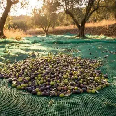 FILET DE RÉCOLTE DES OLIVES 4*8M - 1