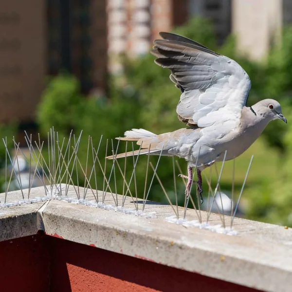 PIC ANTI-PIGEON SUR BARRE EN POLYCARBONATE 50CM